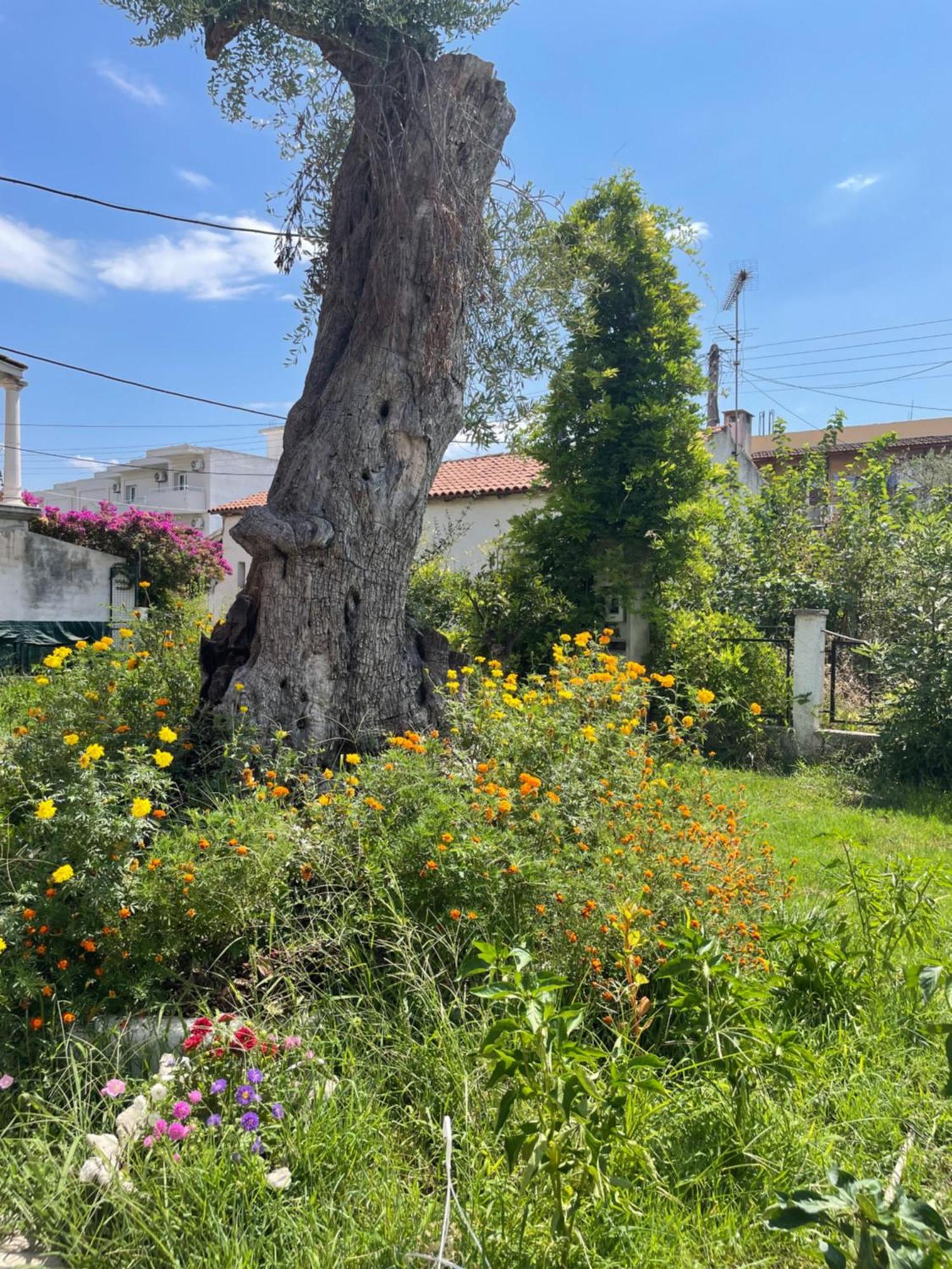 Aurelia Seaside Apartment Kávos Dış mekan fotoğraf