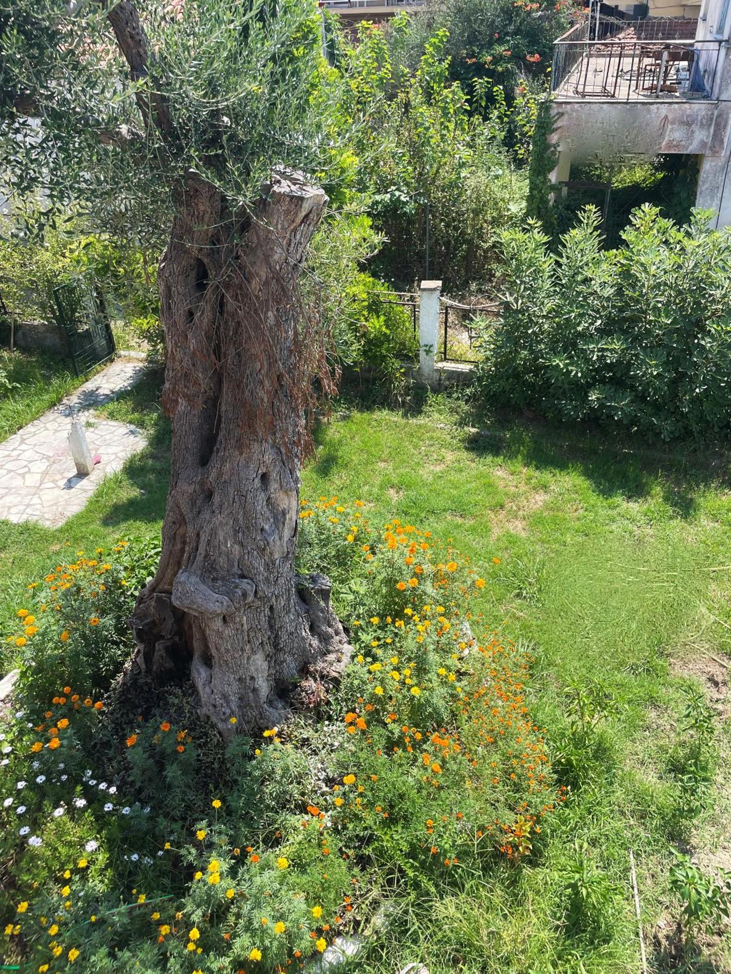Aurelia Seaside Apartment Kávos Dış mekan fotoğraf
